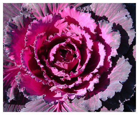 ornamental cabbage kale