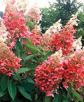 Pinky Winky Hydrangea