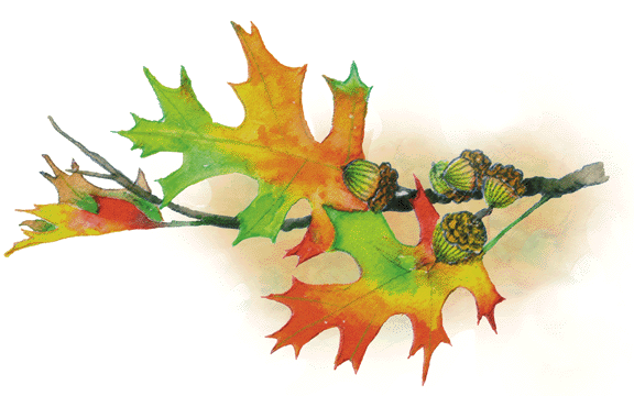 Fall Back and Relax – Enjoying Fall Color
