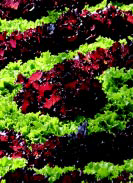Marian Parsley’s Recommendations for Fall Vegetables