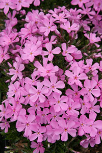 Creeping Phlox – Phlox subulata