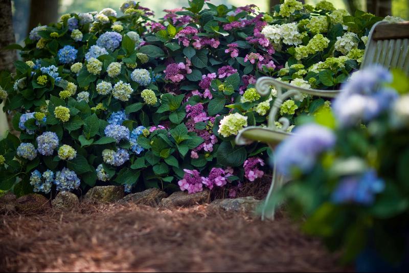 Endless Summer Collection – Hydrangeas
