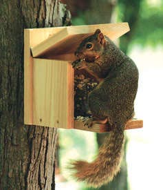 squirrel-feeding-2