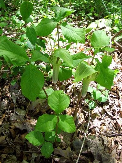 The Woods in My Backyard – Part 1