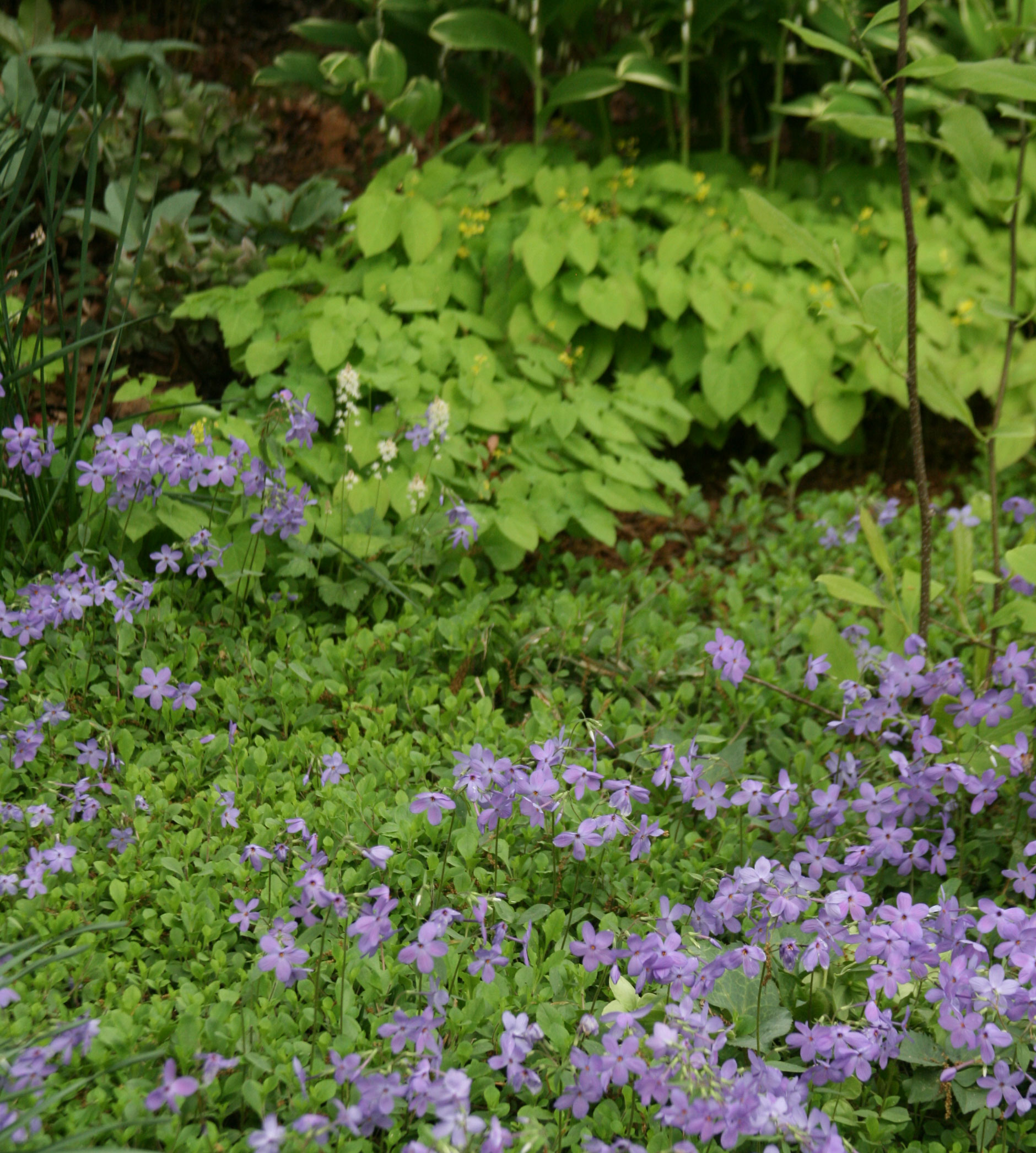 Treadwells, Stepables and Perennial Ground Covers in General