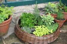 herb pots