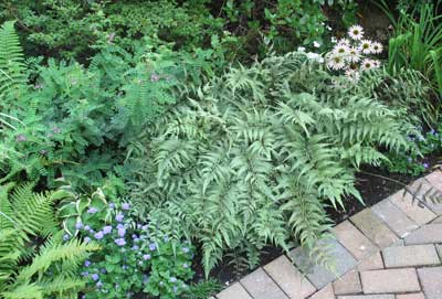 Ferns – All the Colors of Green