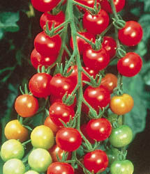 Tomatoes for Garden Candy