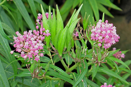 Milkweed, So Much More Than Just a Butterfly Plant