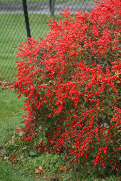 By Golly, It’s A Holly
