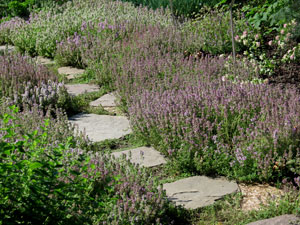 Water your Plants and Consider Xeriscaping