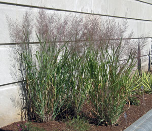Panicum virgatum 'Dallas Blues' Panicum virgatum 'Dallas Blues'