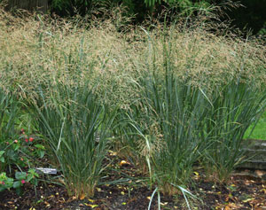 Panicum virgatum 'Northwind' Panicum virgatum 'Northwind'
