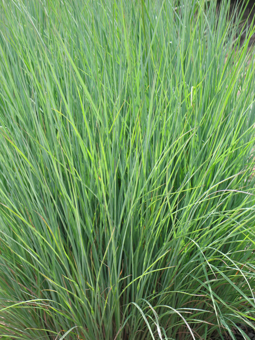Schizachyrium scoparium, Little Bluestem Schizachyrium scoparium, Little Bluestem