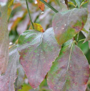 Cornus Florida Rubra - Fall Leaves