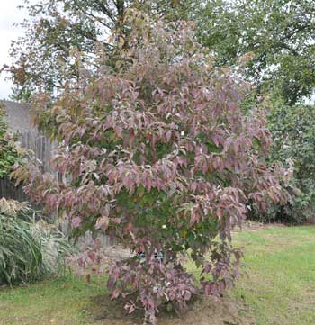 Cornus Florida Rubra - Fall Tree