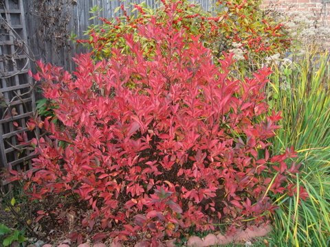 Spirea, Fothergilla, Itea and Heptacodium are Miri’s Faves for Fall