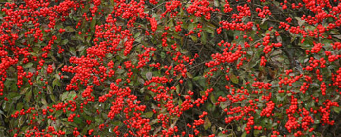Winterberry Holly