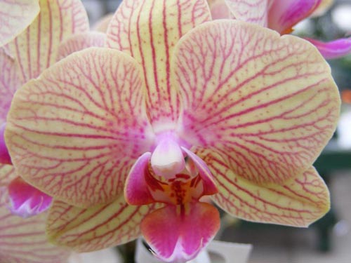 articles_orchid-11