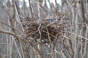 Open Nest