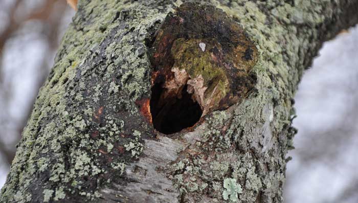 Tree Hollow