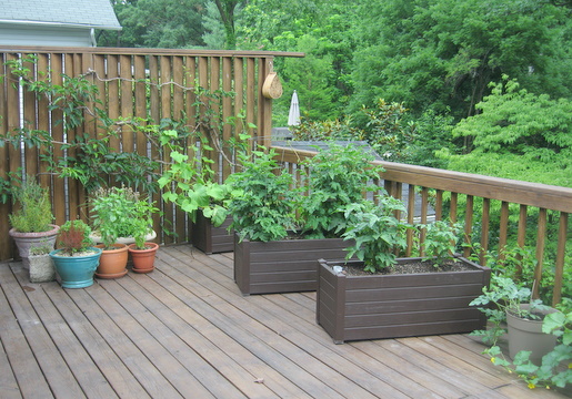 Vegetables for Containers and Up Trellises – Beyond Behnkes