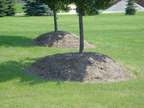 Mulching Around Trees – The Why and The How