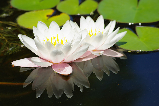 Water Hyacinths, Water Lettuce, Water Lilies – Water Plants Everywhere!