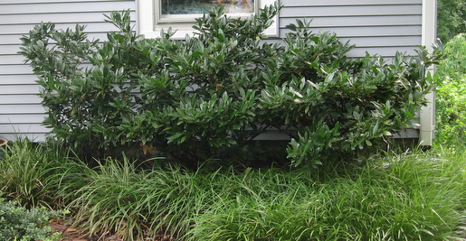 How can you tell if evergreens need watering?