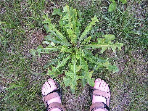 how to prevent weeds