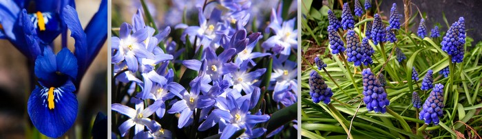 Iris reticulata, Chinodoxa and Grape Hyacinth