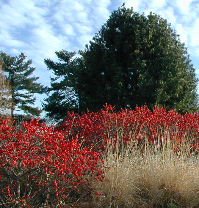 Winterberry hollies at the National Arboretum in January.
