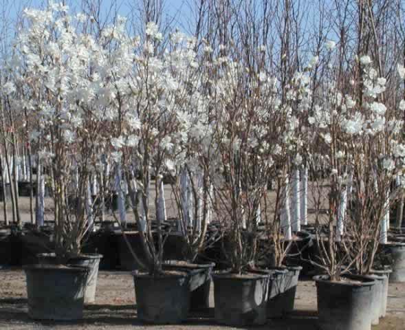 container magnolia