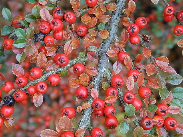 cotoneasterFlickr Dhwright