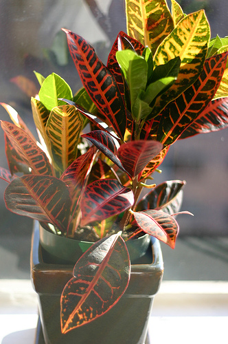 Bringing Houseplants Indoors, then Keeping them Alive