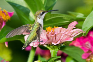 hummer Ruby Throated Flickr puttefin