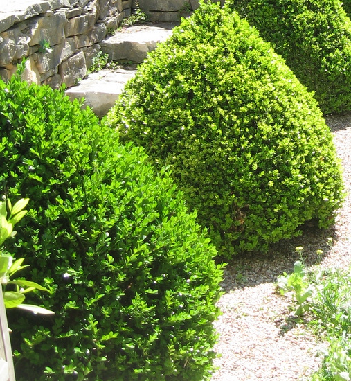 Boxwoods for Formal AND Naturalistic Gardens