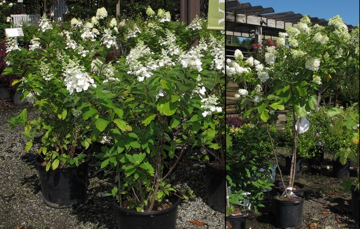 Buying Crape Myrtles and Panicle Hydrangeas in Bloom