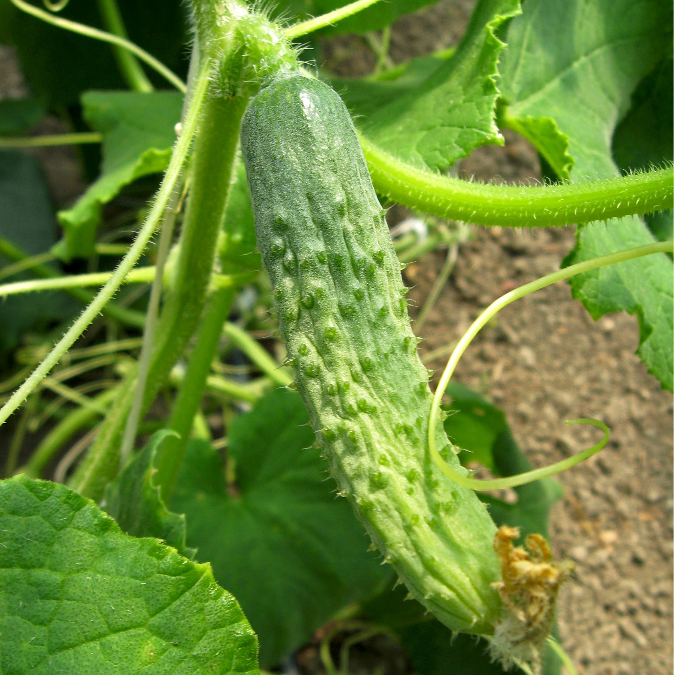 Starting your Vegetable Garden, with lots of Q&As