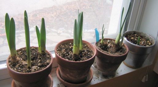 Daffodils on their way to blooming in mid-winter