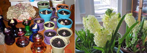 Hyacinths potted up and in bloom