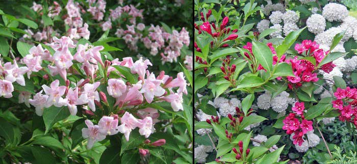 Close-ups of Weigela blooms in shades of pink.