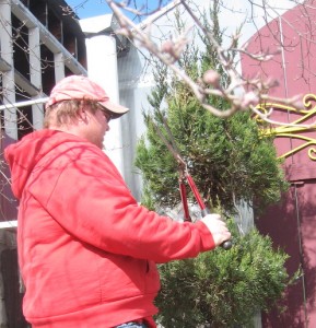 How to do Late Winter Pruning