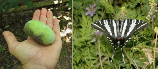 Pawpaws support Tiger Swallowtails