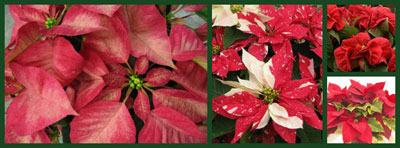 Meet the Novelty Poinsettias