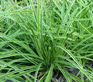 In Sun or Shade, try Carex instead of Turfgrass