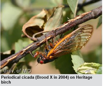 The Cicadas are Coming!