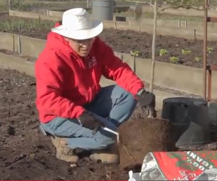 Miri’s “How to Plant a Tree” Video, Condensed and Expanded