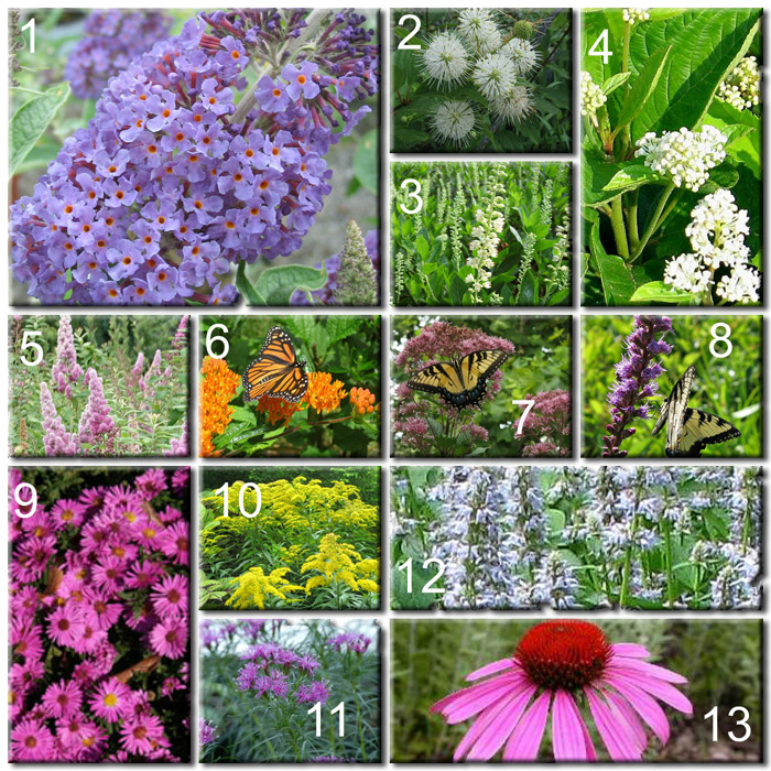 Build Your Own Butterfly Garden