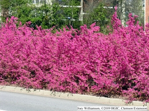 Pink Flowered Loropetalum Hedge